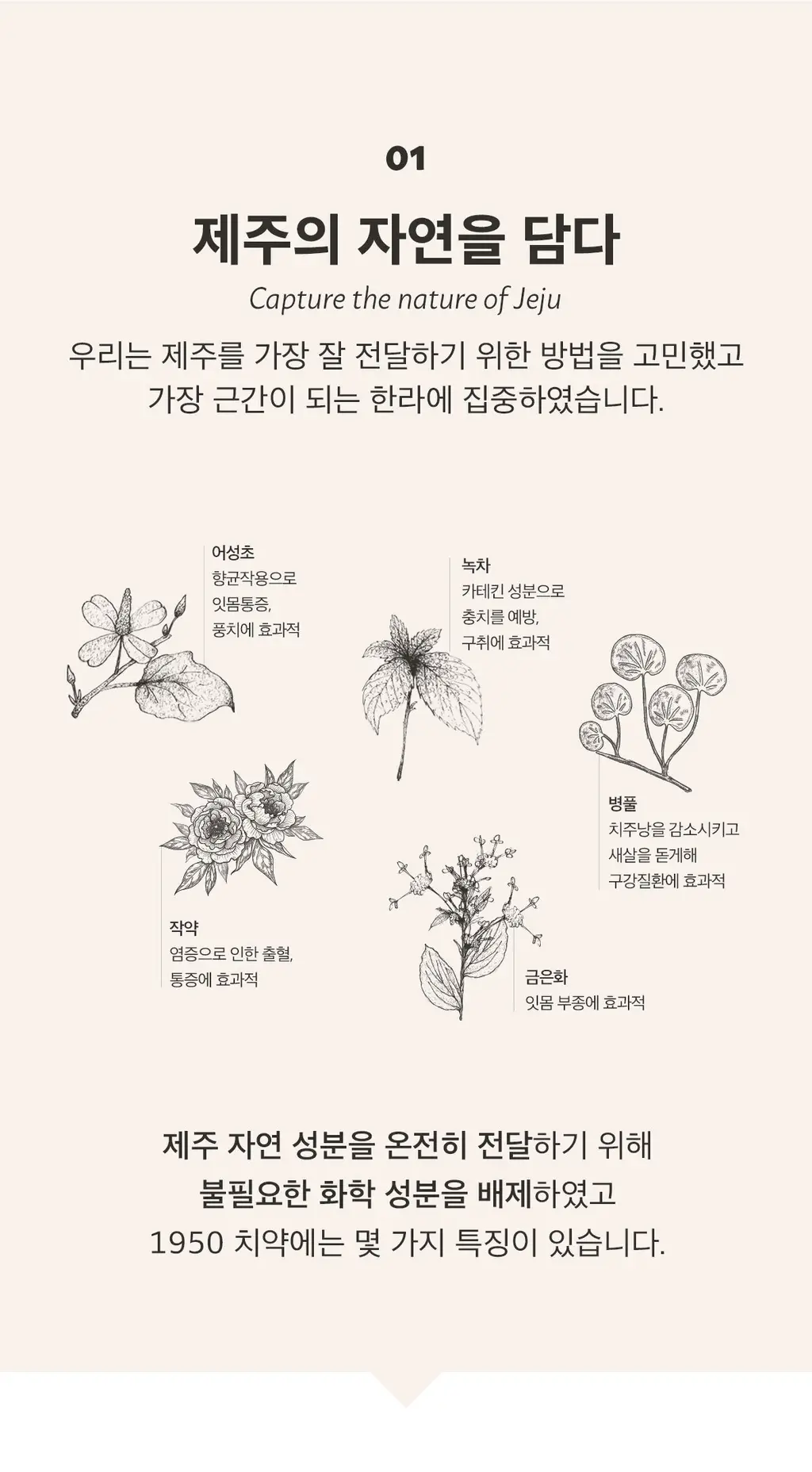 [무불소] 1950 제주 치약 기획 100g*5개입 상세페이지 5